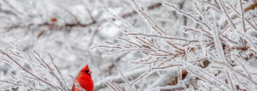 Cardinal on a tree limb in winter